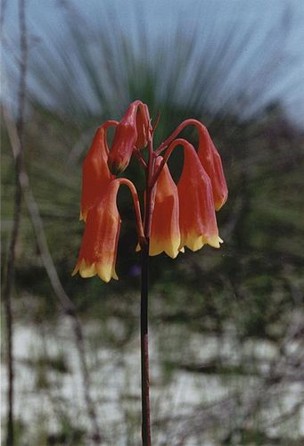 Blandfordia grandiflora